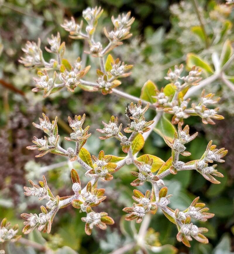 Eupatorium rotundifolium flower