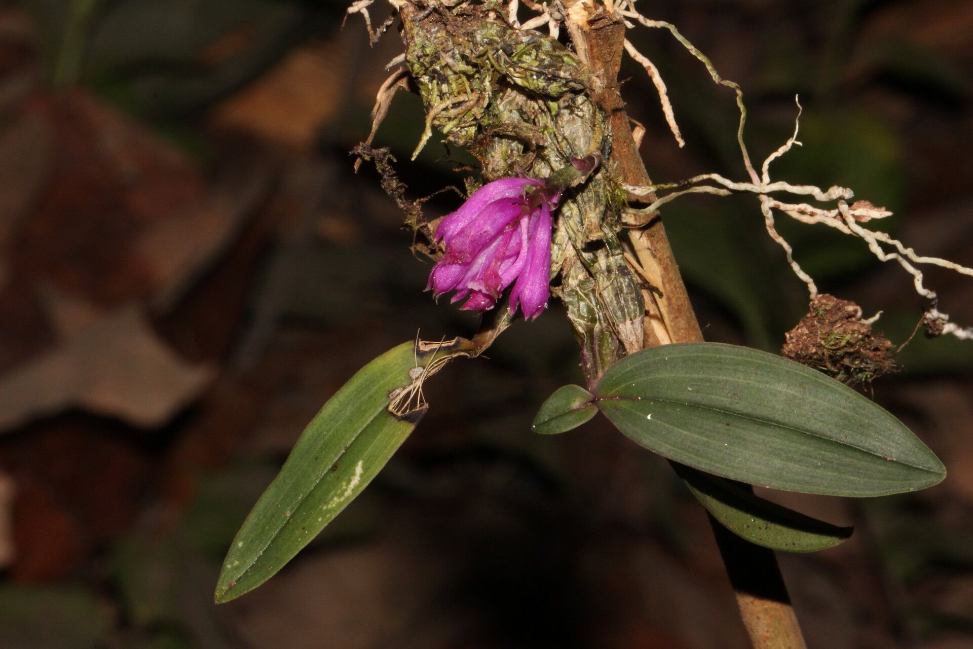 Dendrobium centrosepalum habit