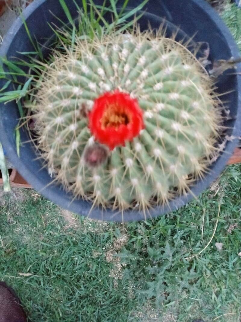 Echinopsis formosa bark