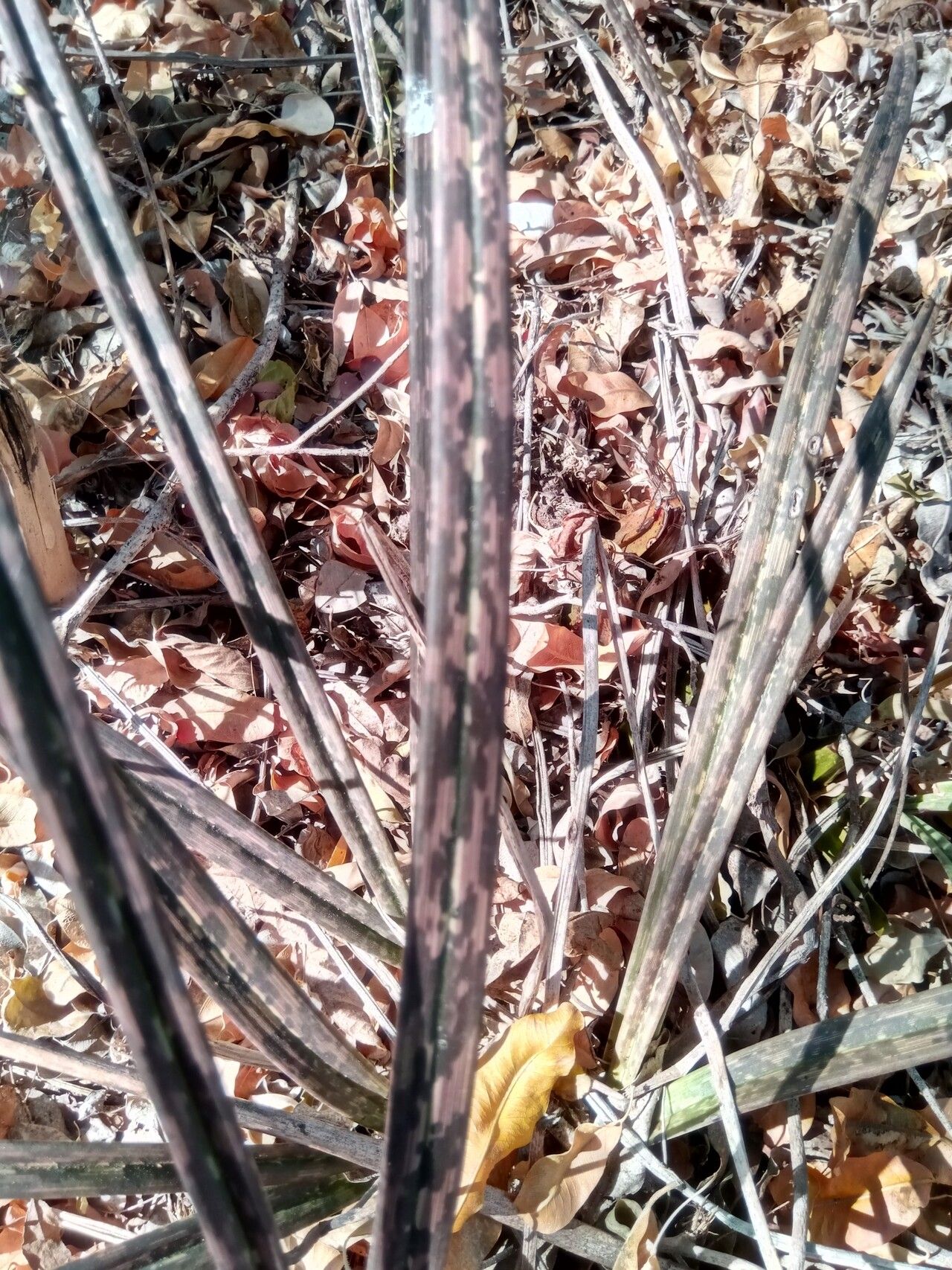 Eulophia decaryana — houseplant care guide