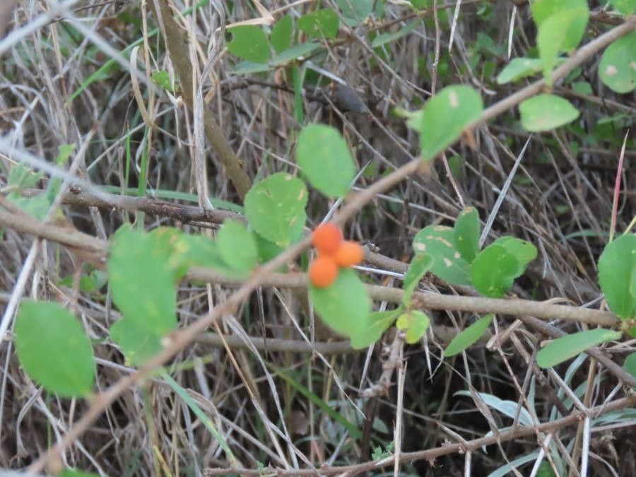 Grewia similis fruit