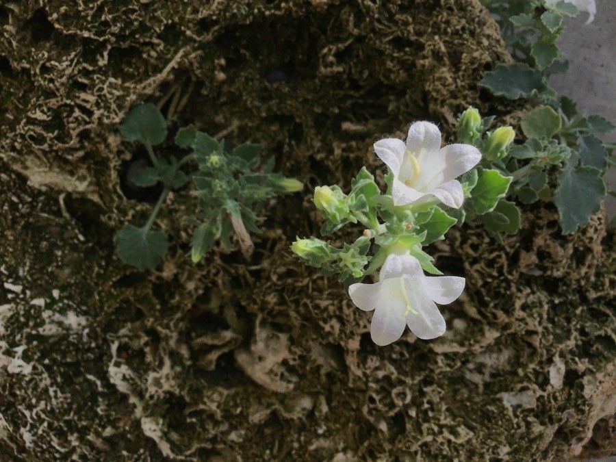 Campanula kachethica flower