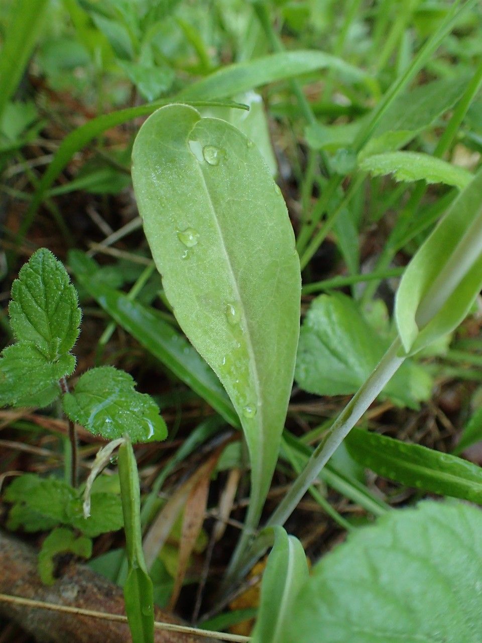 Turritis brassica — search result for 'Brassica'
