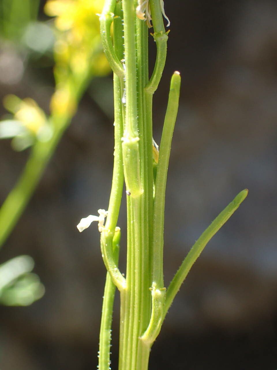 Barbarea intermedia fruit