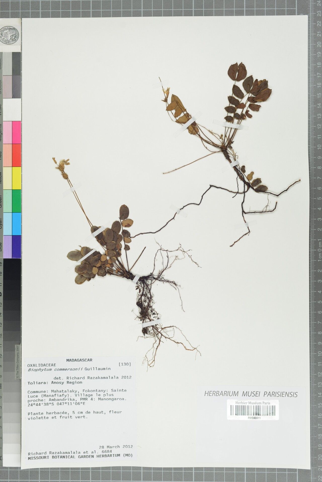 Biophytum commersonii — related species from the same genus