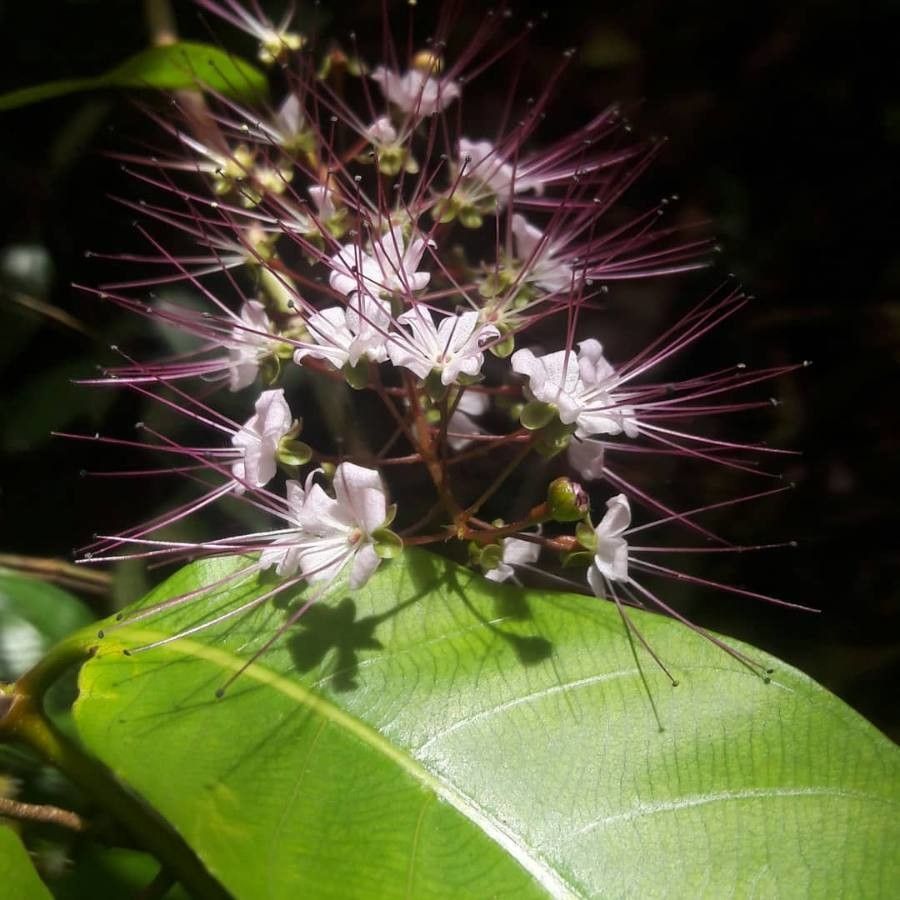 Hirtella triandra flower