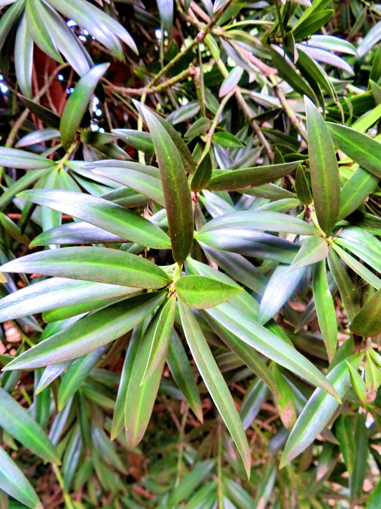 Podocarpus sellowii — search result for 'Podocarpus'