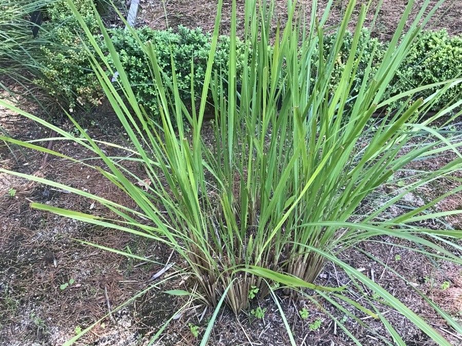 Saccharum ravennae — related species from the same genus