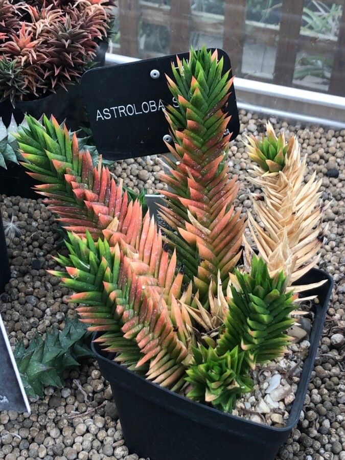 Astroloba spiralis — search result for 'Eastern South Africa'