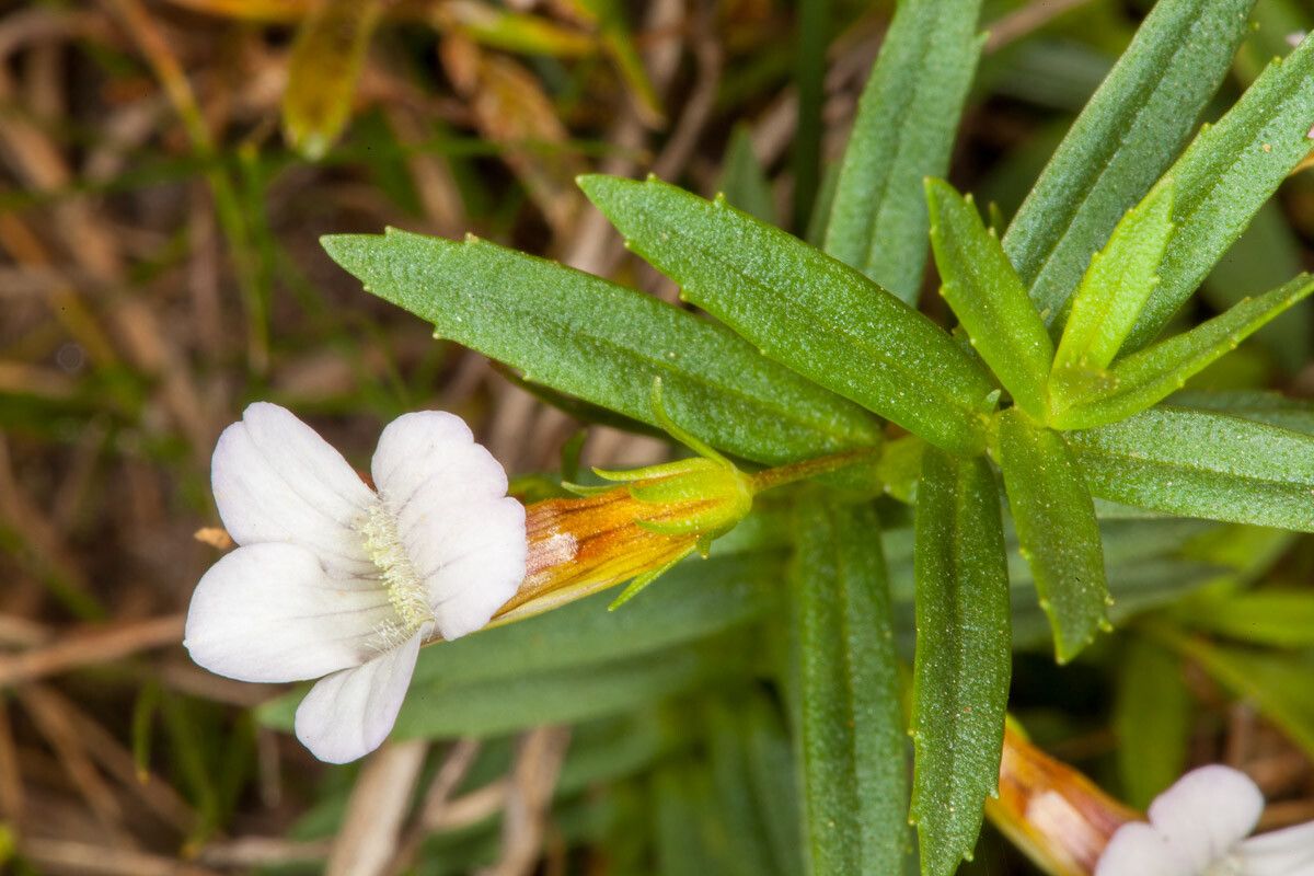 Gratiola officinalis bark