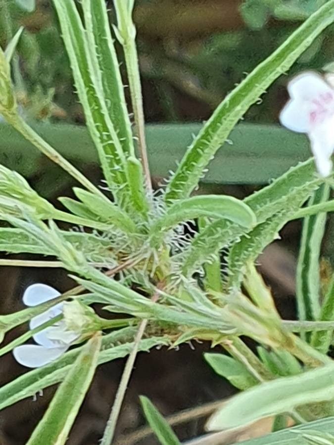 Justicia matammensis leaf