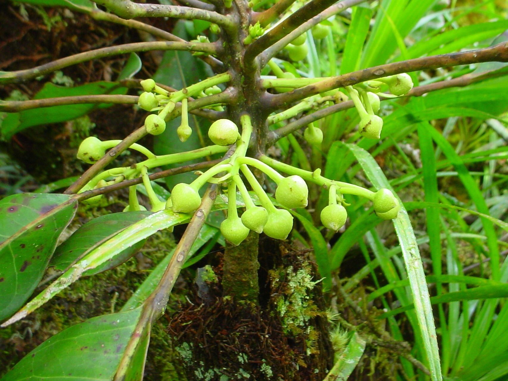 Sloanea montana fruit
