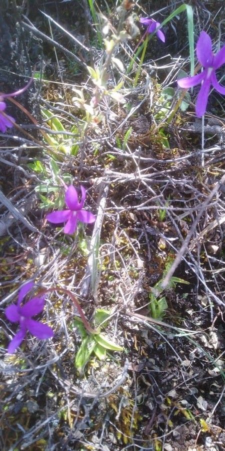 Pinguicula orchidioides habit