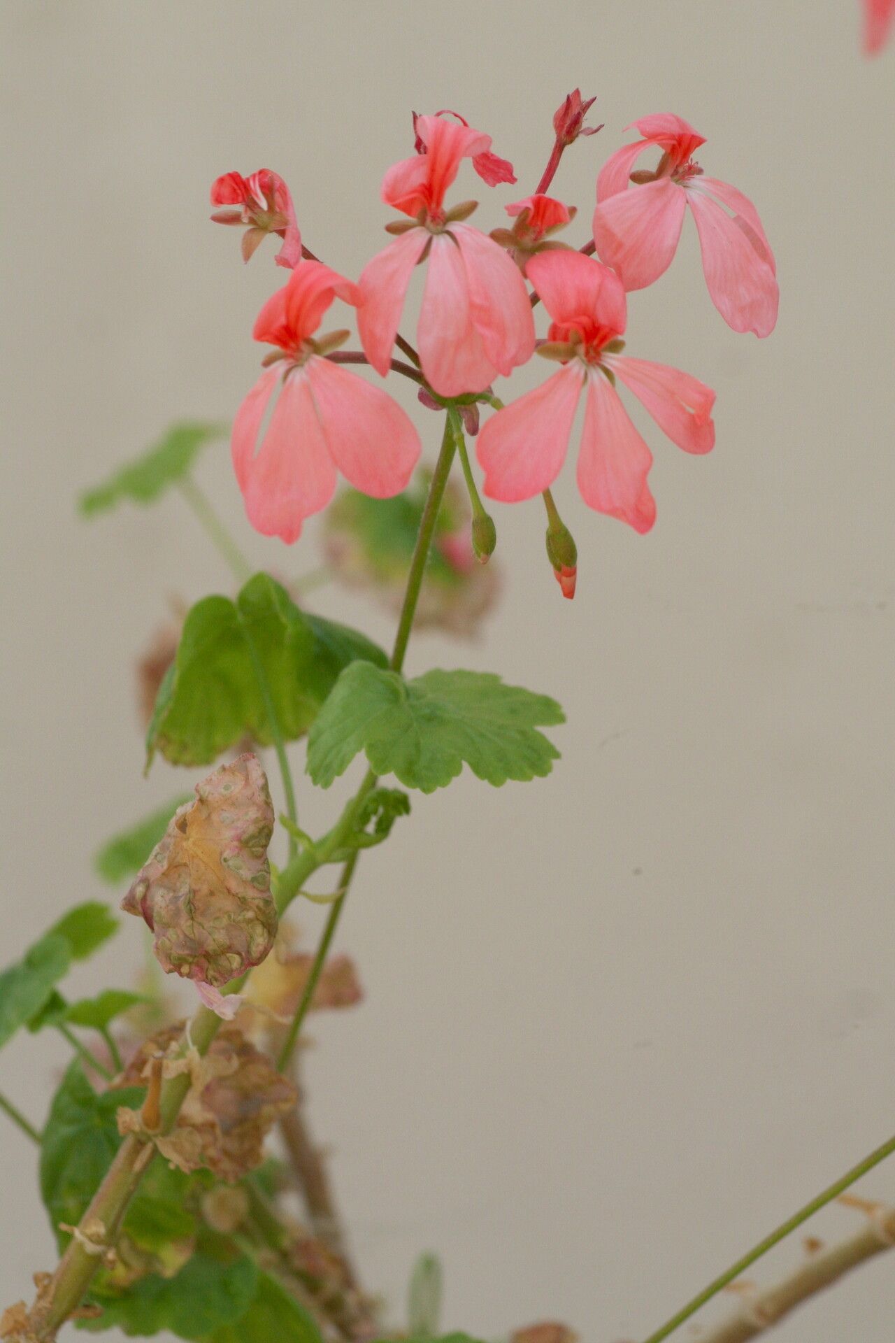 Pelargonium frutetorum flower