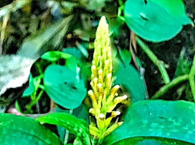 Microchilus arietinus — related species from the same genus