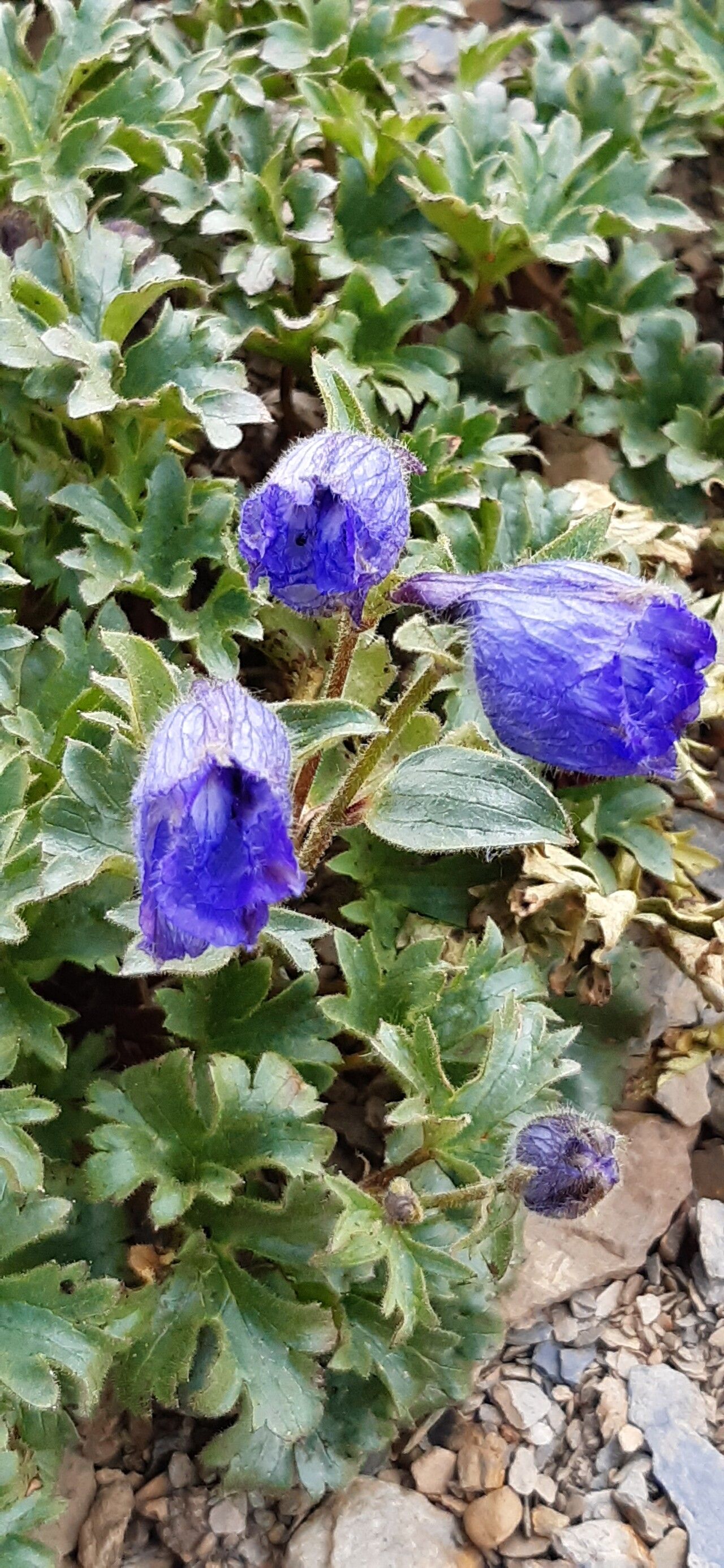 Delphinium brunonianum — search result for 'Delphinium'