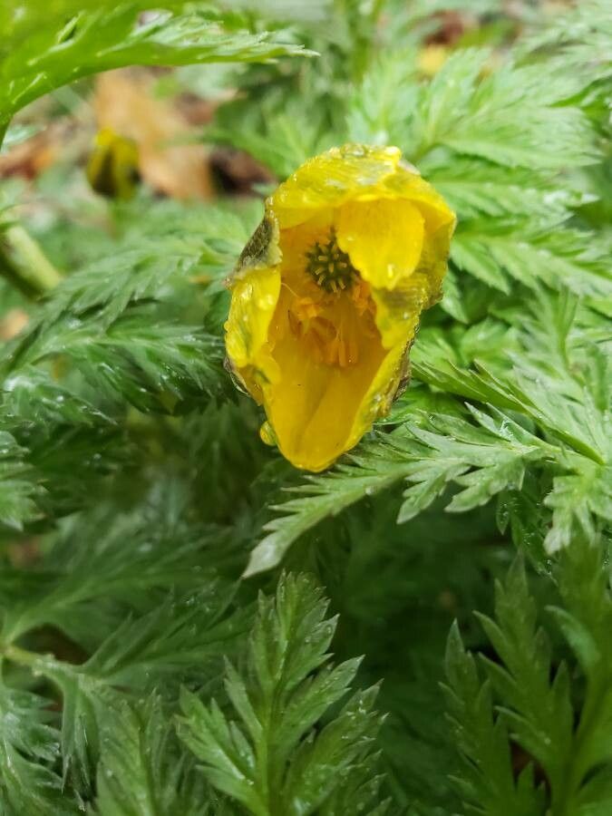 Adonis amurensis flower