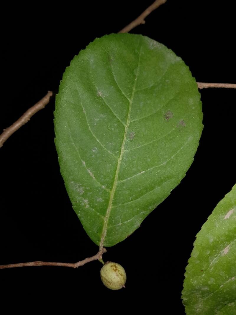 Casearia hirsuta leaf