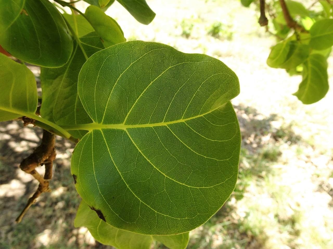 Pisonia subcordata leaf