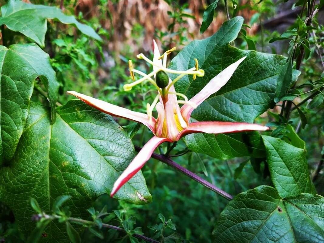 Passiflora cinnabarina flower