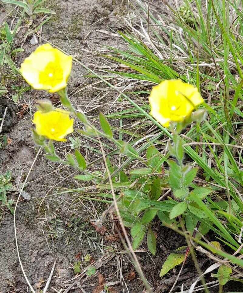 Crocanthemum brasiliense habit