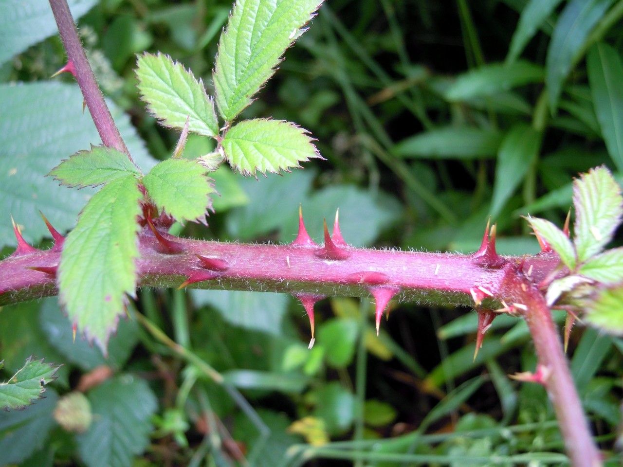 Rubus albionis bark