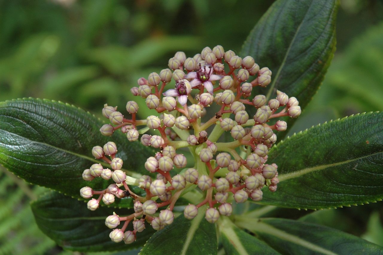Hydrangea arguta flower