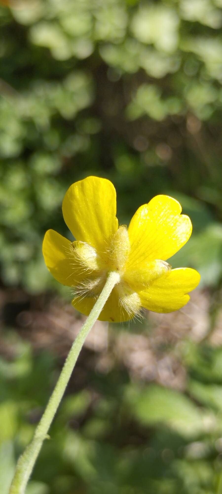 Ranunculus distans flower
