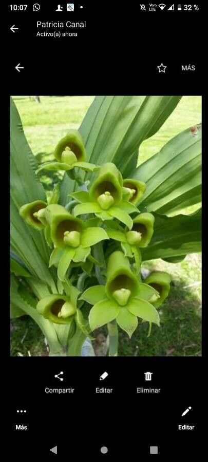 Catasetum macrocarpum — search result for 'Trinidad and Tobago'