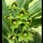 Catasetum macrocarpum