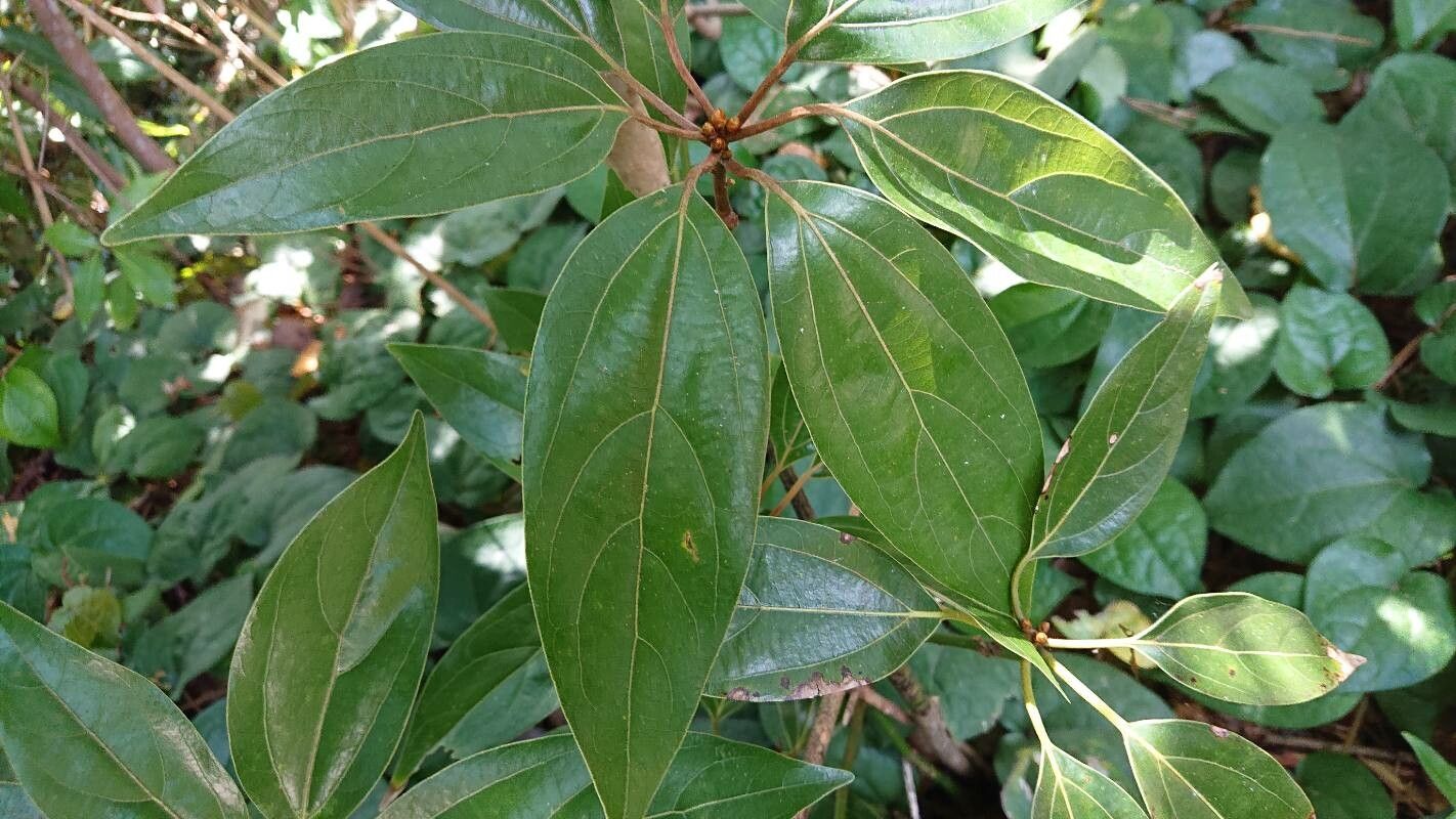 Neolitsea sericea leaf
