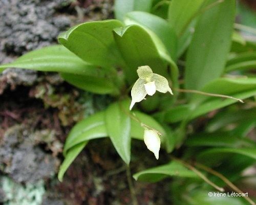 Bulbophyllum aphanopetalum flower