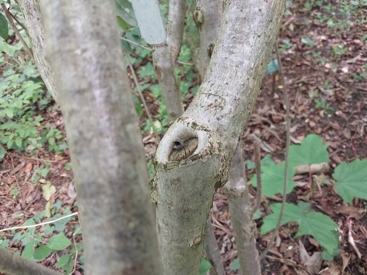 Cotoneaster affinis bark