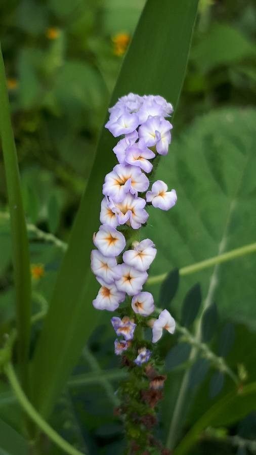 Heliotropium indicum flower