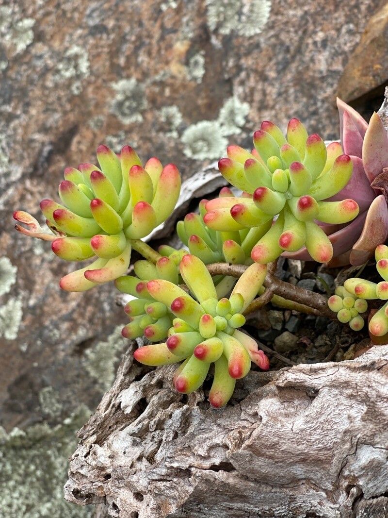 Sedum pachyphyllum flower