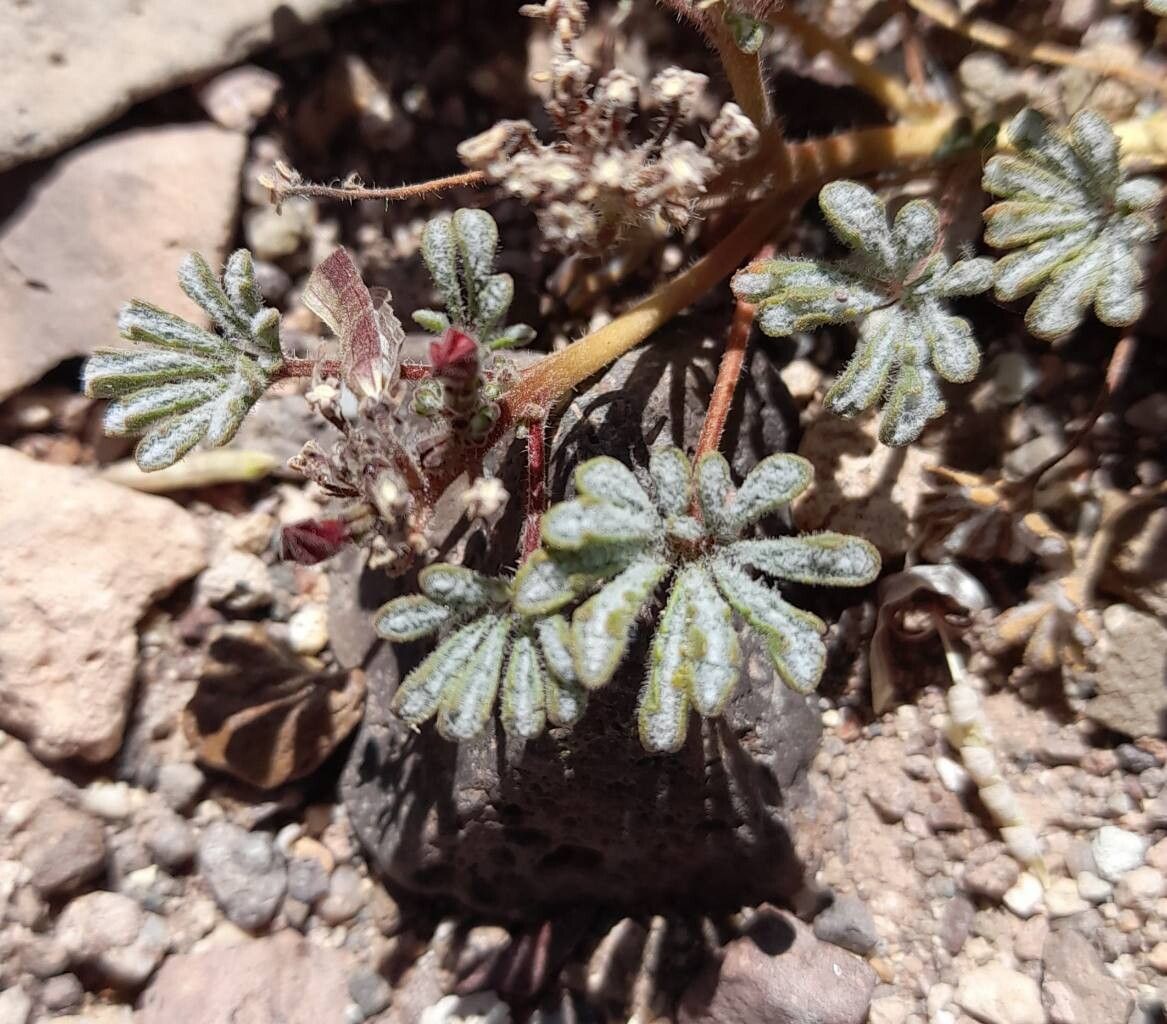 Argylia checoensis — related species from the same genus
