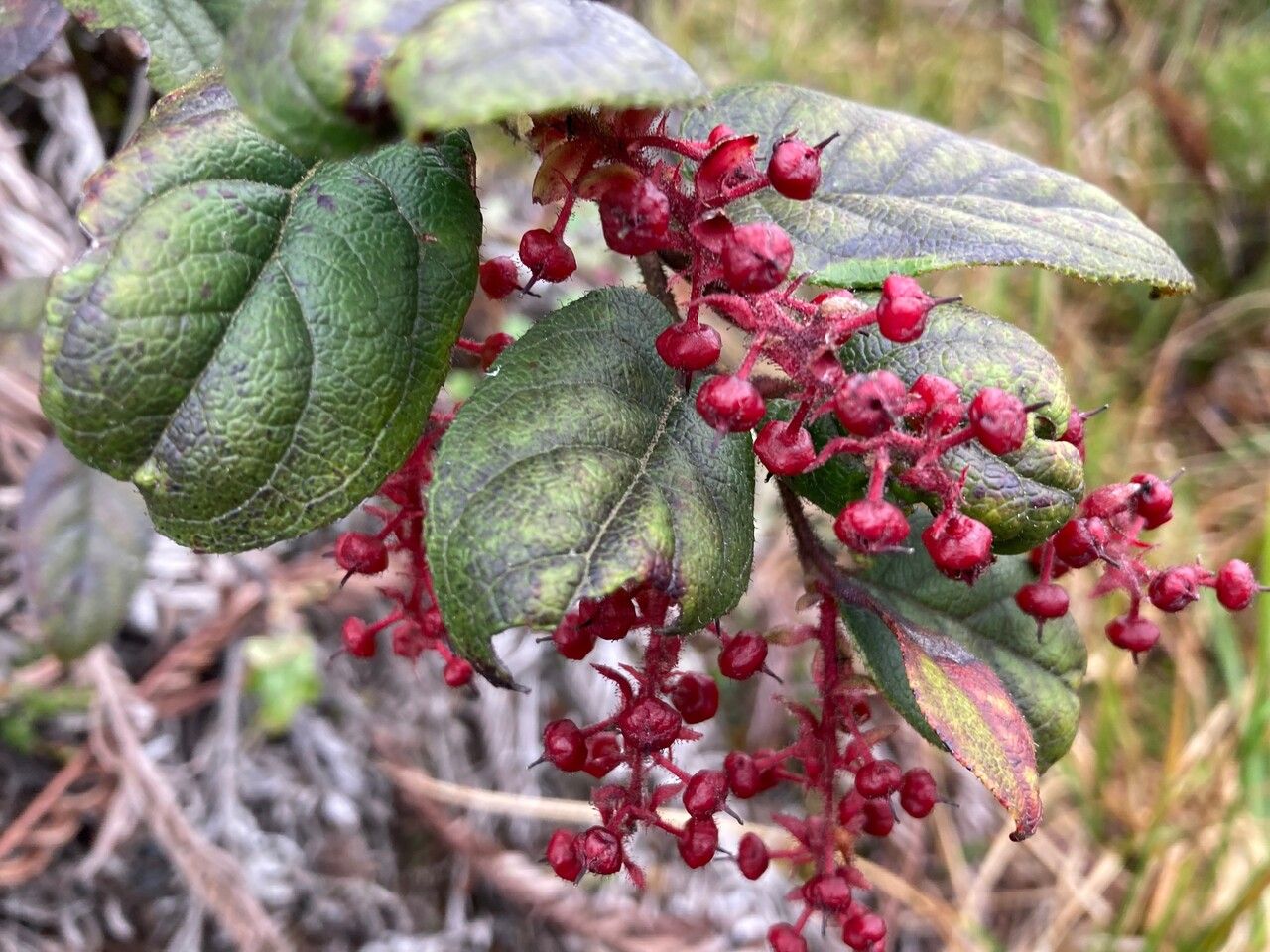 Gaultheria sclerophylla fruit