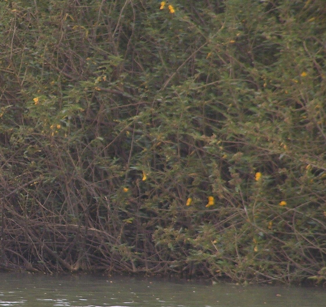 Aeschynomene elaphroxylon flower