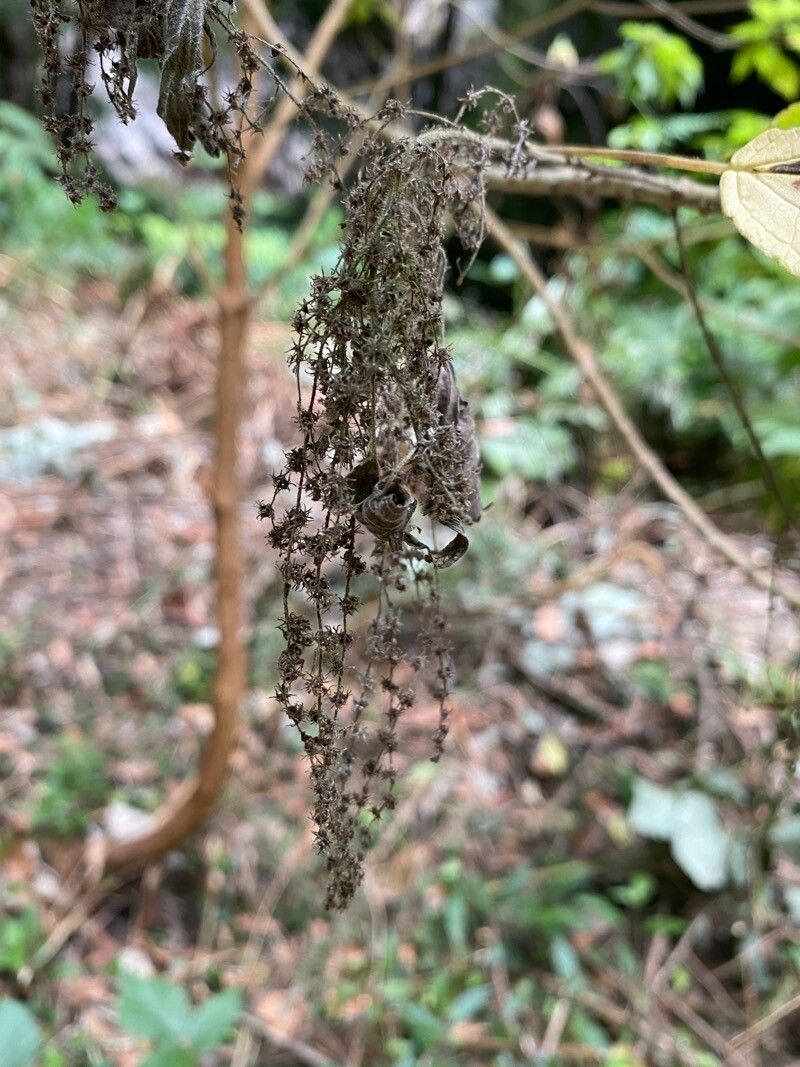 Gesnouinia arborea fruit