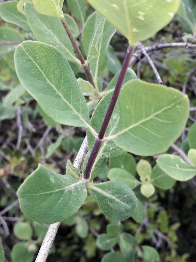 Lonicera etrusca leaf