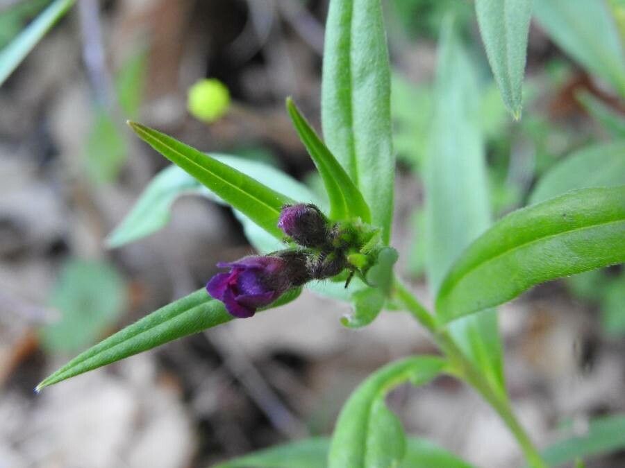 Buglossoides purpurocaerulea — search result for 'Boraginaceae'