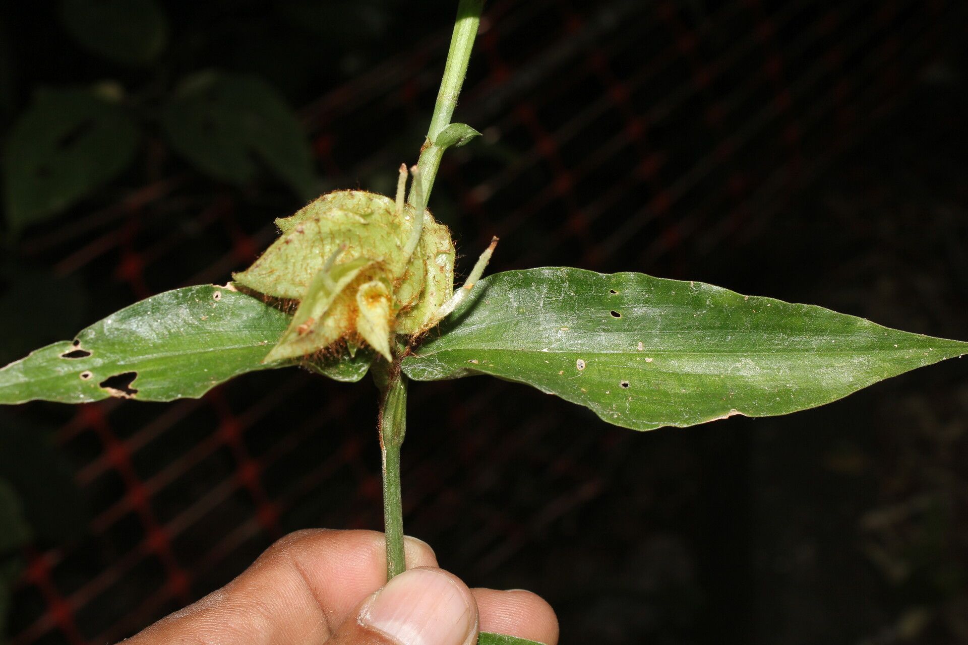 Commelina obliqua fruit