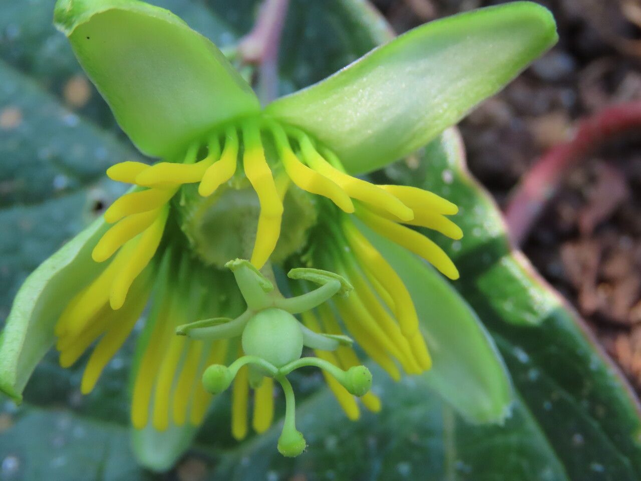 Passiflora megacoriacea flower