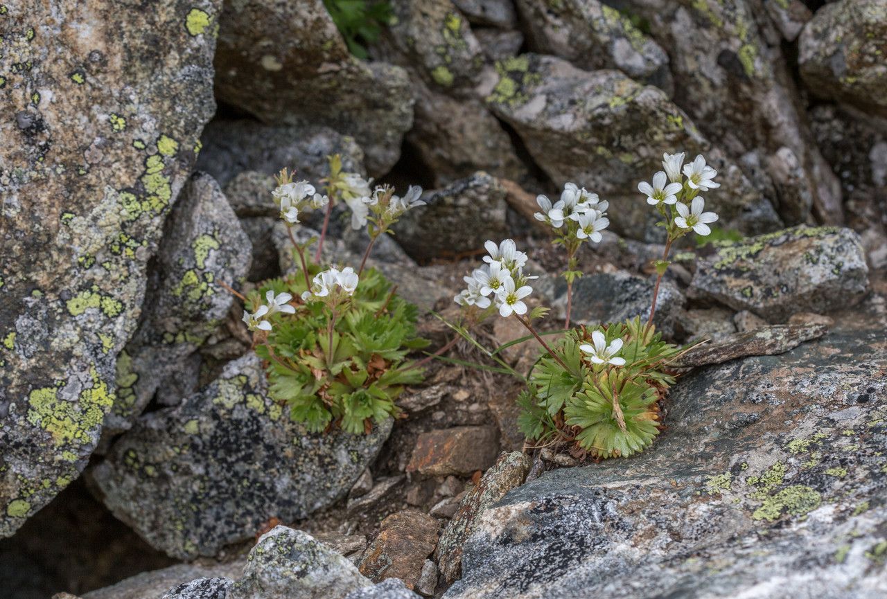 Saxifraga pedemontana habit