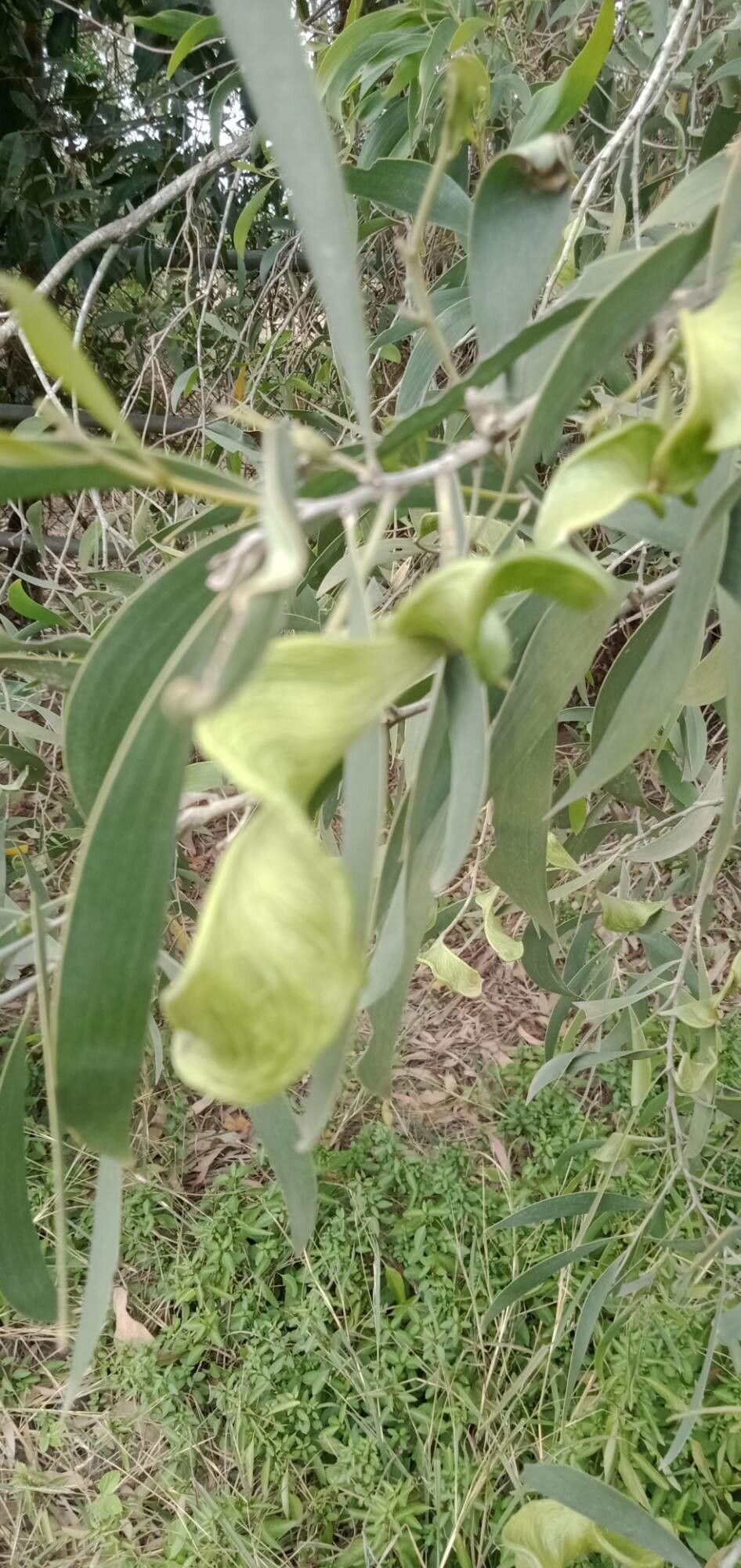 Acacia holosericea fruit