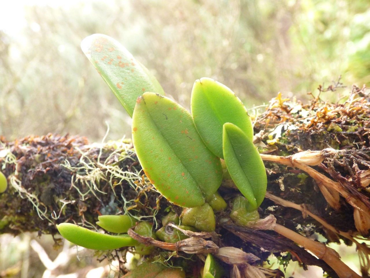 Bulbophyllum sambiranense leaf