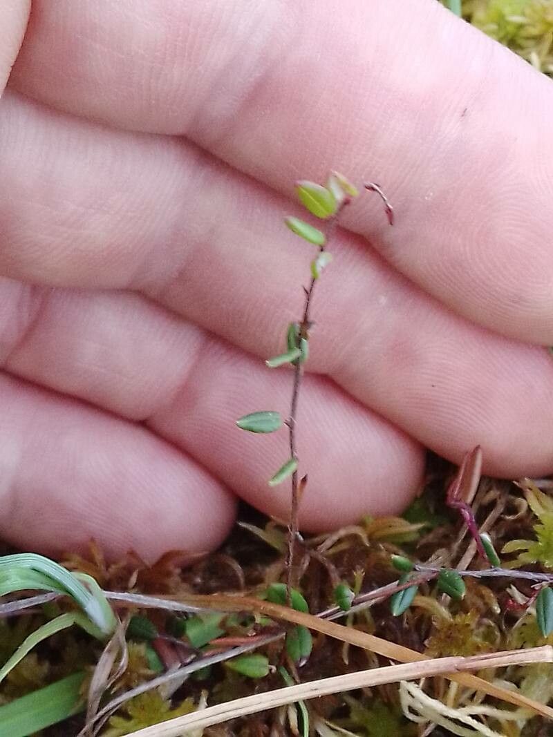 Vaccinium microcarpum leaf