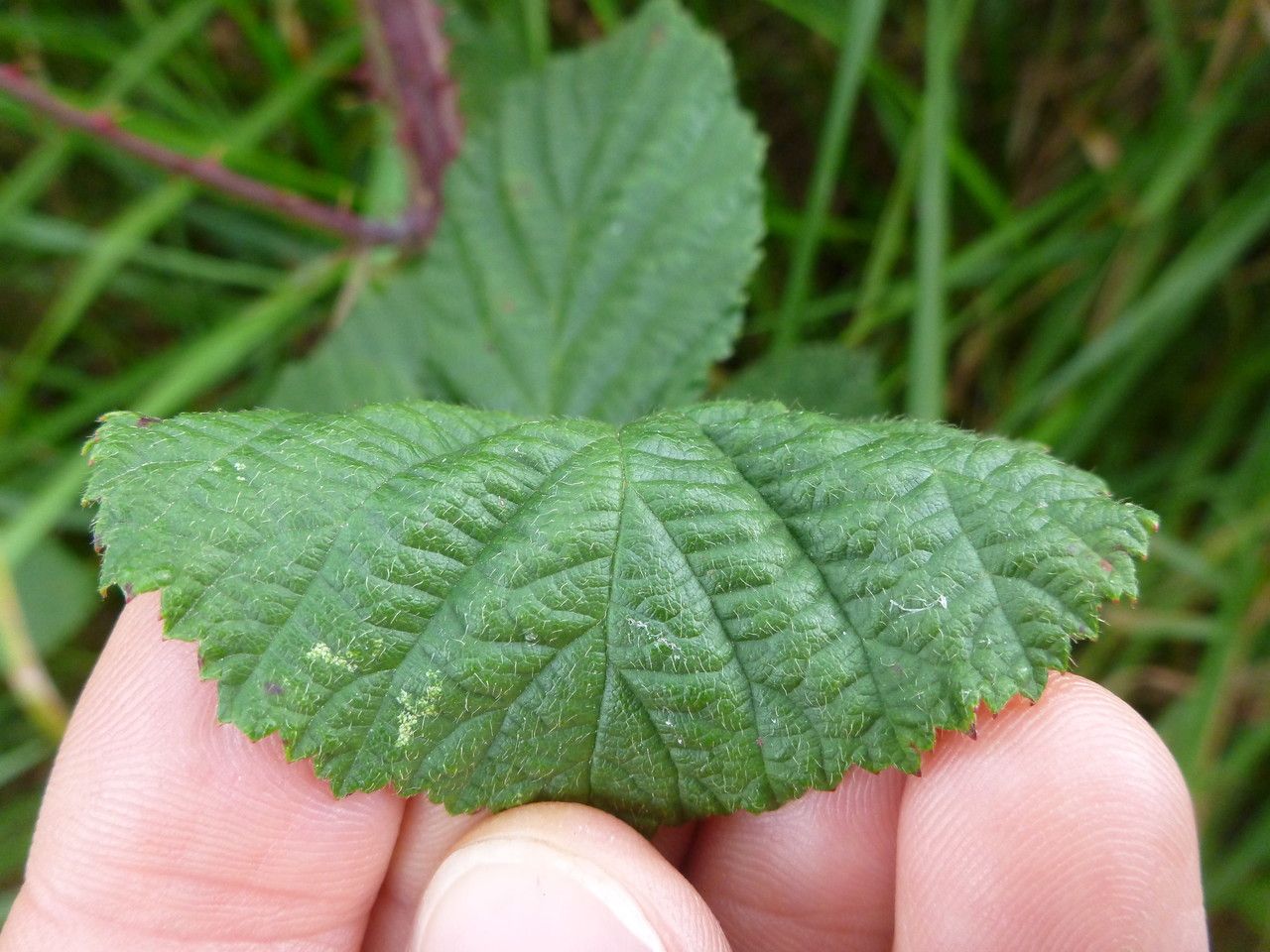 Rubus horrefactus other