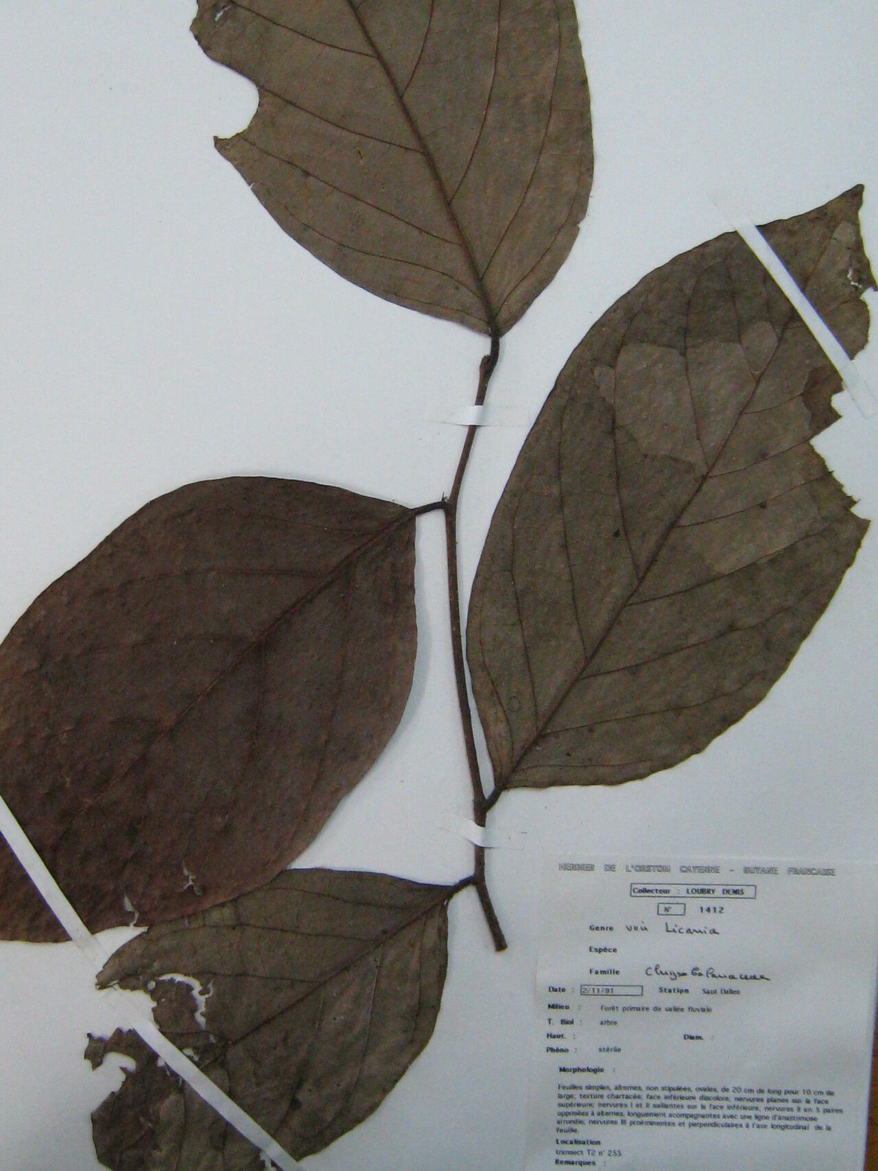 Licania elliptica — houseplant care guide