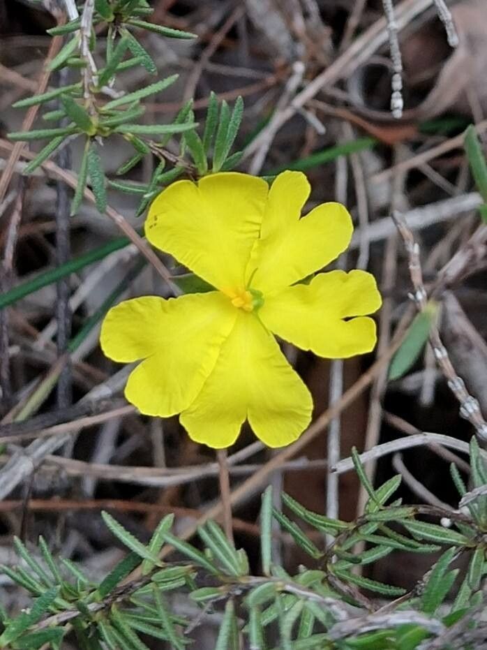 Hibbertia cistiflora flower